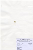 藏品(偏列羽藻)的圖片